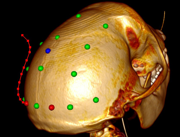 Новый метод селективной инфракрасной нейронной стимуляции мозга разработали ученые НГТУ НЭТИ и Института физиологии РАН
