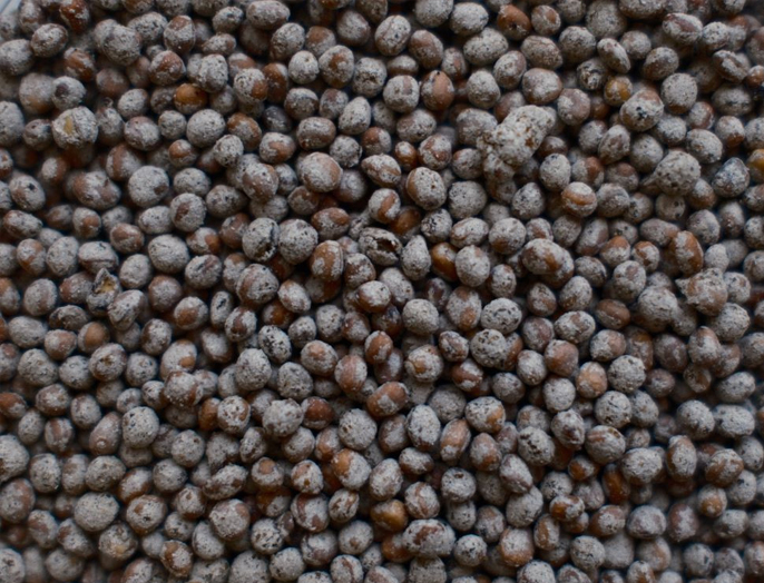 Ученые НГТУ НЭТИ разработали экологичный гель для обработки семян
